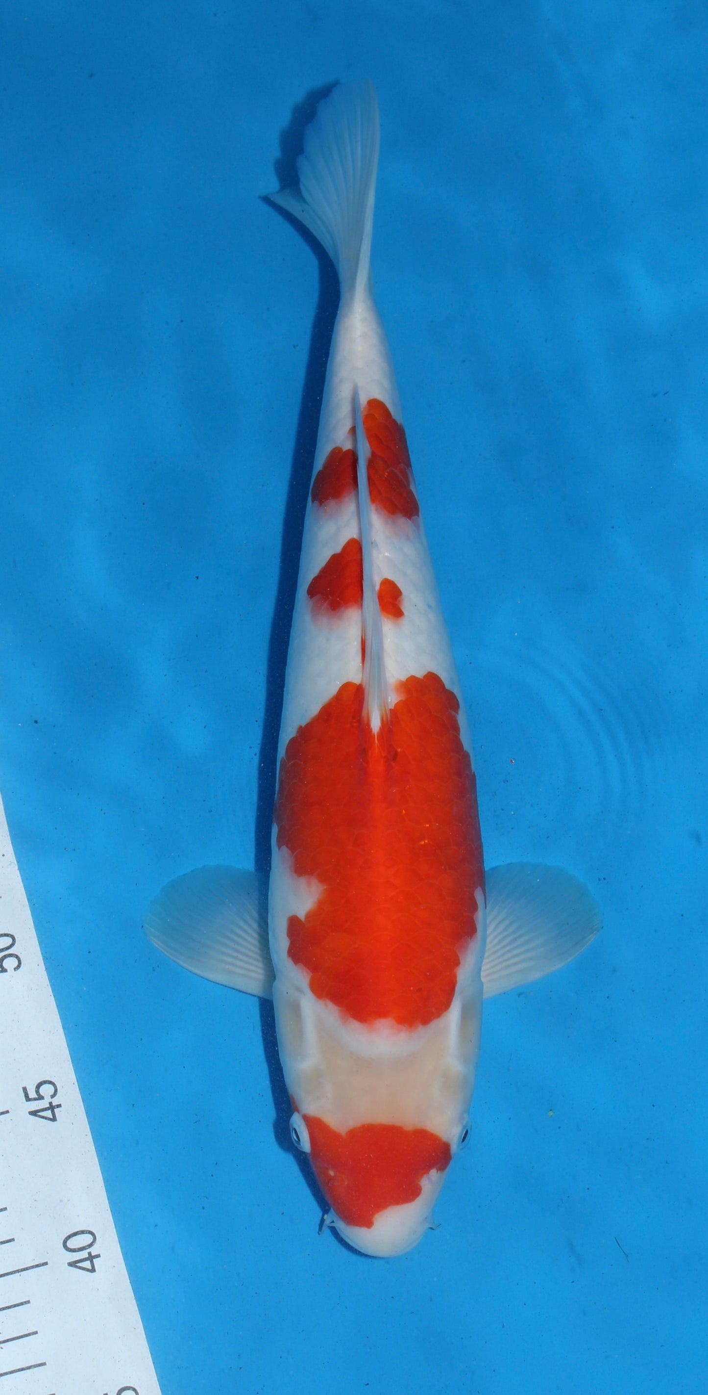 Satomi Koi Auctions 2 - Torazo Kohaku - AUCTION ENDED!
