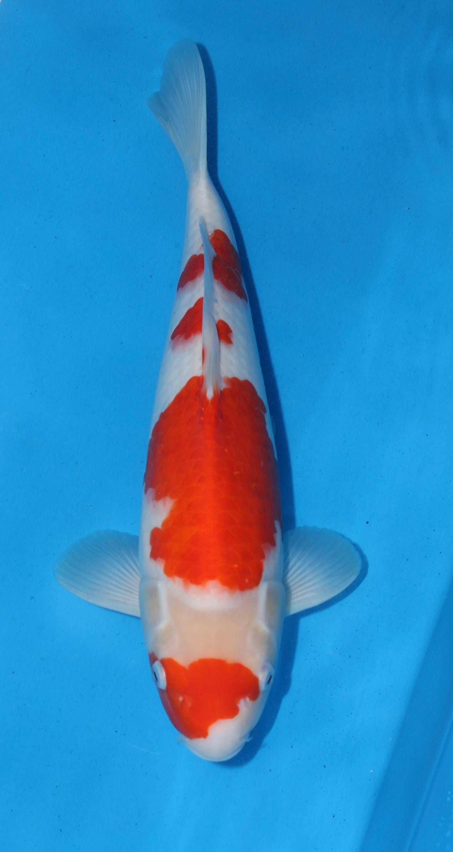 Satomi Koi Auctions 2 - Torazo Kohaku - AUCTION ENDED!