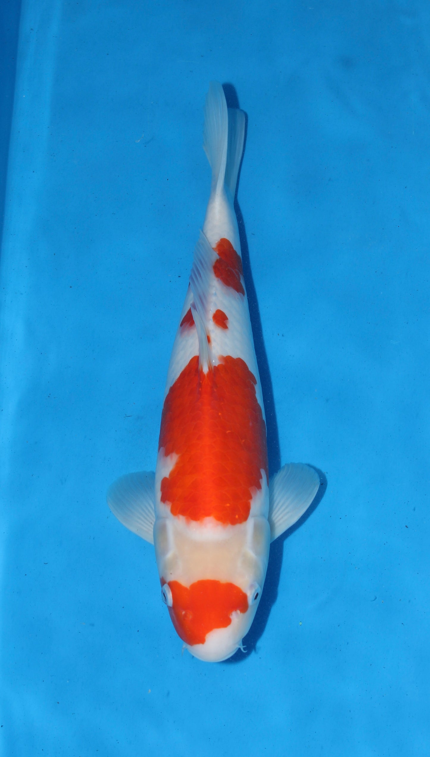 Satomi Koi Auctions 2 - Torazo Kohaku - AUCTION ENDED!