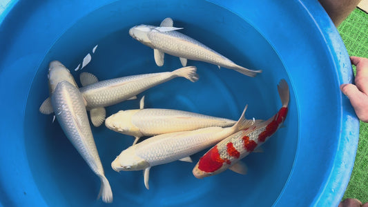 Japan Live 33 - Sakazume Nisai - JL33