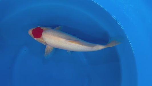 Japan Live 12 - Kanno Nisai - JL12