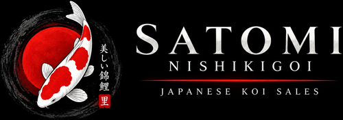 Satomi Nishikigoi