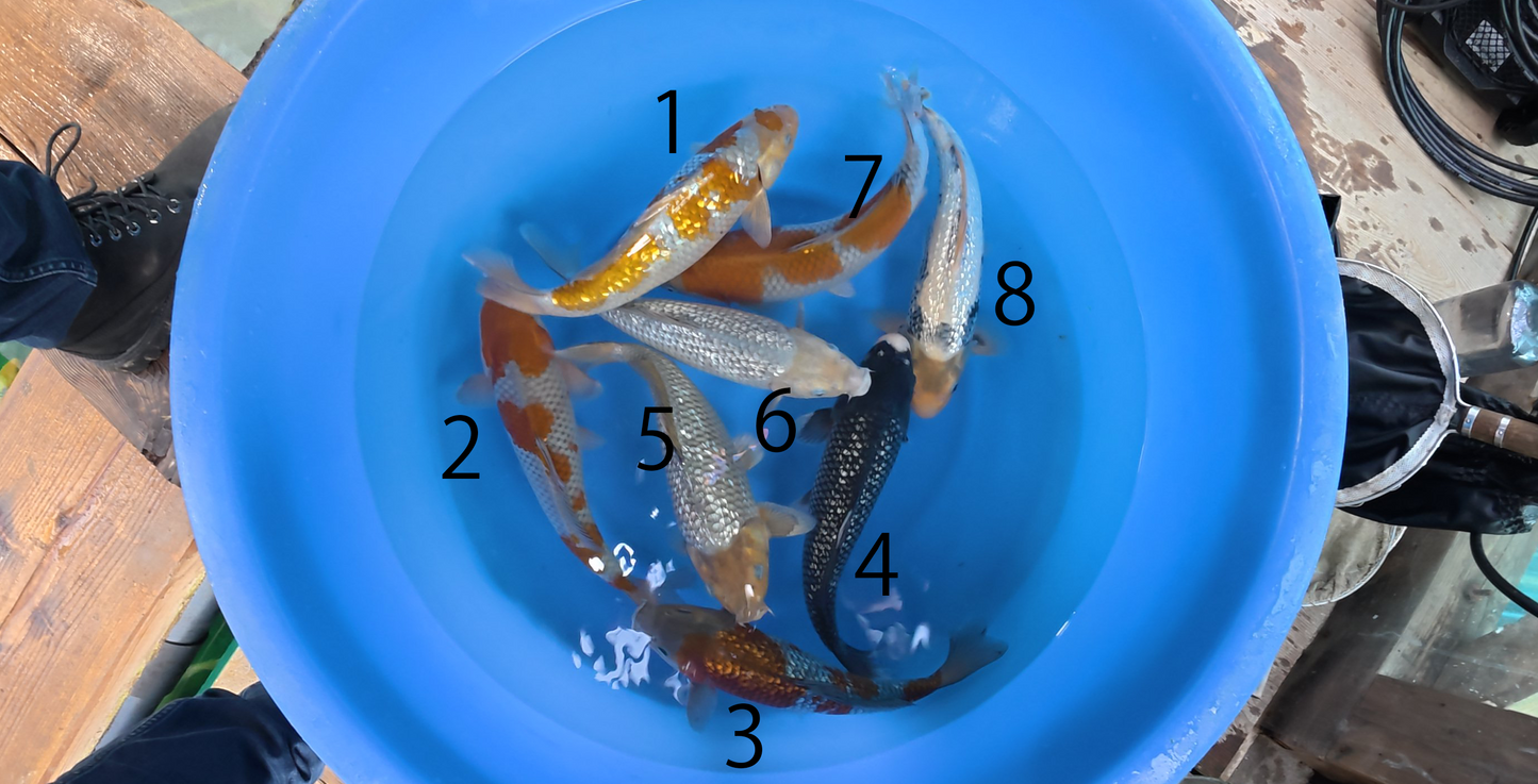 Japan Live 40 - Takatatsu Nisai - JL40